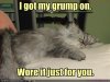 funny-pictures-cat-is-wearing-a-grump.jpg